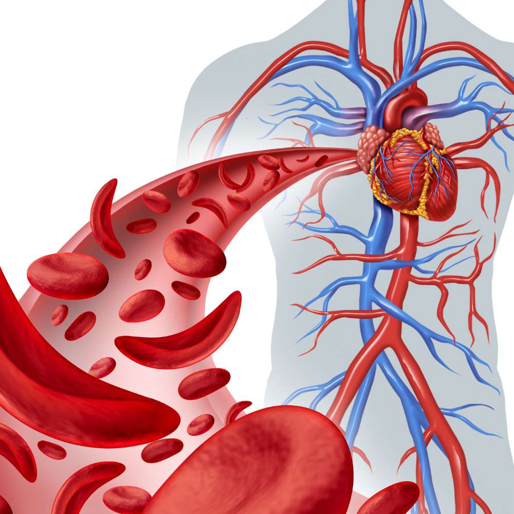 Blood Circulation and Nutrient Delivery